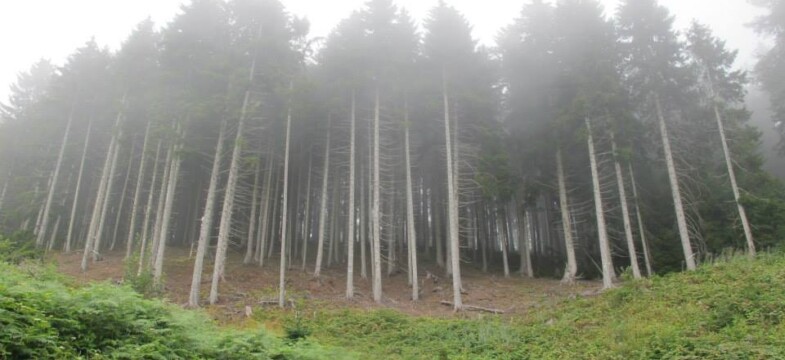 Ormanı korumak suç sayıldı!
