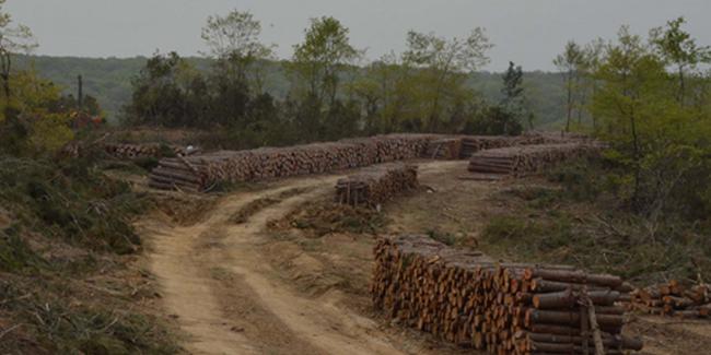 Sinop Nükleere Kurban Ediliyor