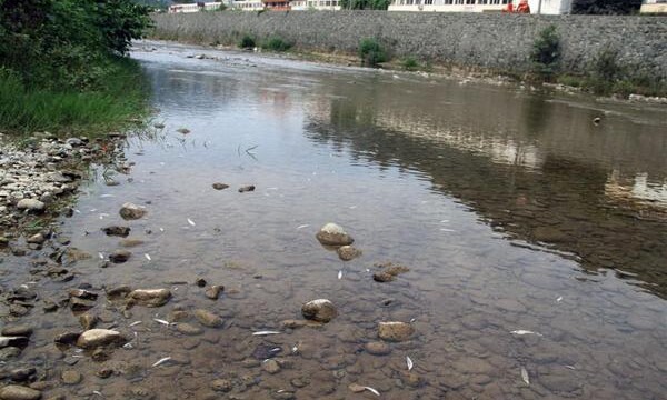 Giresun Batlama Deresi’nde Yaşanan Balık Ölümleri Tedirginlik Yarattı