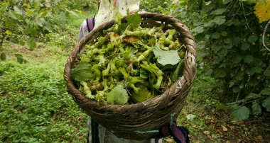 Fındık Fiyatına Odalardan Tepki
