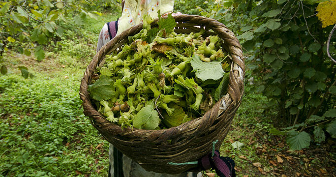 Fındık Fiyatına Odalardan Tepki