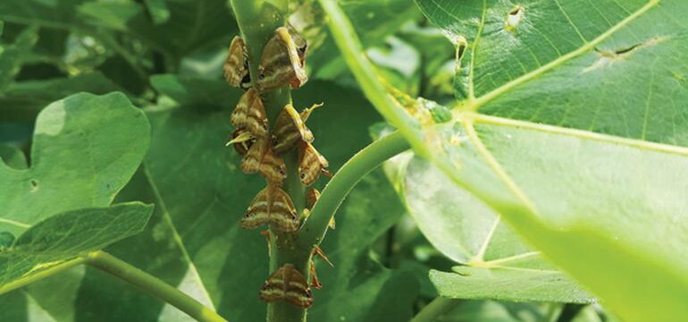 Doğu Karadeniz’de Büyük Tehlike : Bir kelebekten katil yaratan süreç