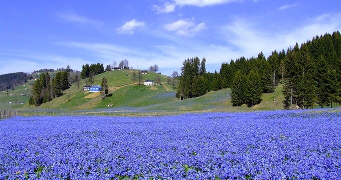 Tonya Kadıralak Yaylasında yapılaşmanın önü açılıyor