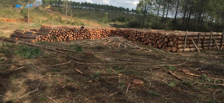 İnceburun nükleer sevdaya kurban ediliyor