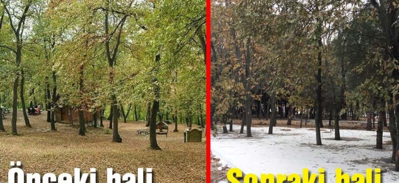 Ormanı betonla kapladılar tepki gelince vazgeçtiler