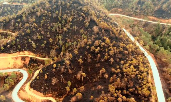 Çamburnu orman alanı için kötü haber