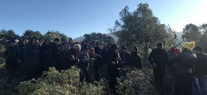 Amasra zeytin ağaçları için ayakta