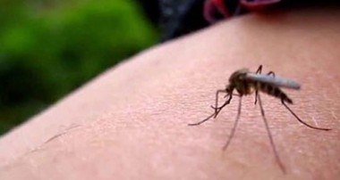 Korkutan uyarı: Zika tehlikesi Doğu Karadeniz’de