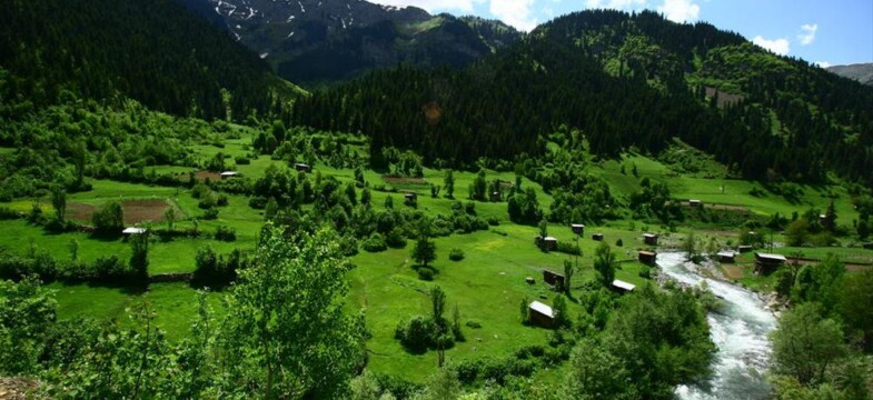 Ağaçları kesip suyu satacaklar