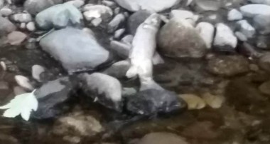 Zonguldak’ta Balık Ölümleri