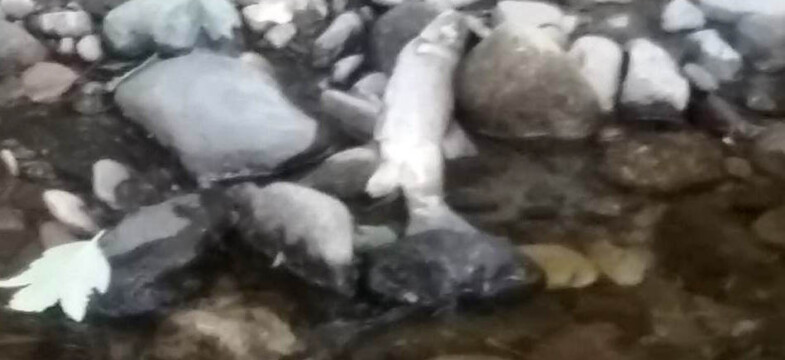 Zonguldak’ta Balık Ölümleri