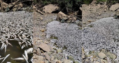 Baraj Suları Çekilde Balıklar Öldü
