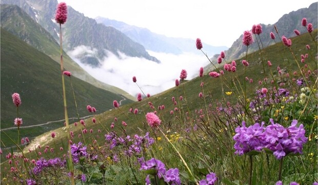 Doğu Karadeniz, bitki türü açısından Avrupa’dan daha zengin