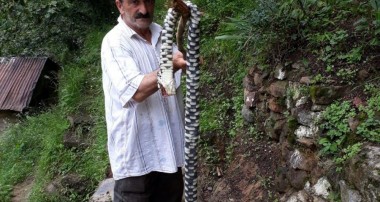 Bahçesindeki yılanı öldürdü, yılan endemik tür çıktı