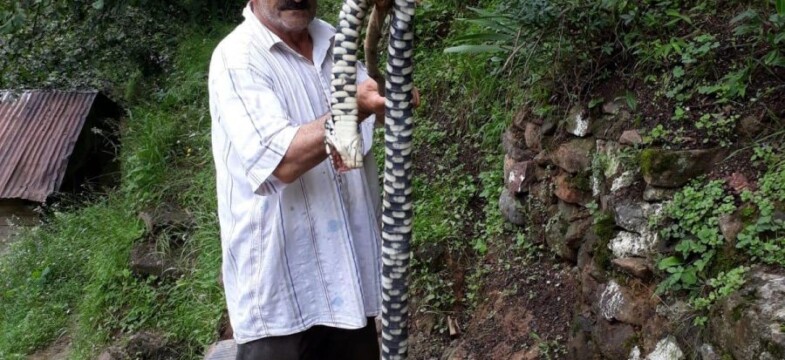 Bahçesindeki yılanı öldürdü, yılan endemik tür çıktı