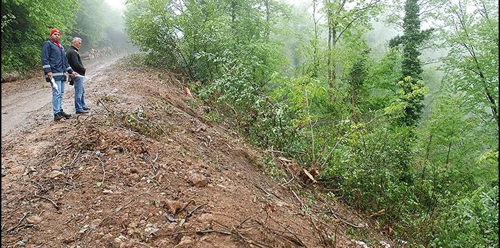 Mantar Gibi Bitiyorlar