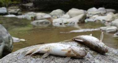 Toplu balık ölümleri endişelendiriyor