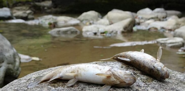 Toplu balık ölümleri endişelendiriyor