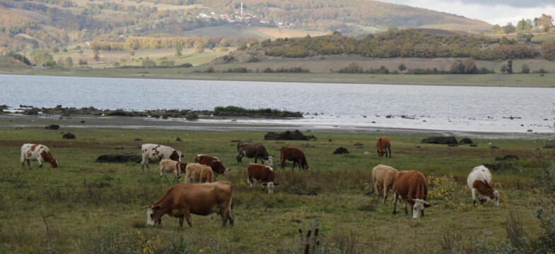 Samsun Ladik Gölü kuruyor