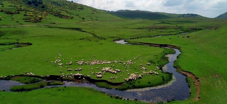 Araplar, Karadeniz’de konut ve yaylalara yöneldi