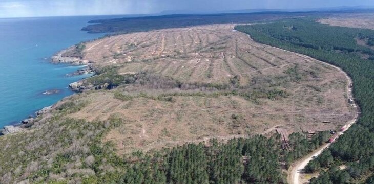 Sinop’ta Kesilen ağaç sayısı 650 bini aştı