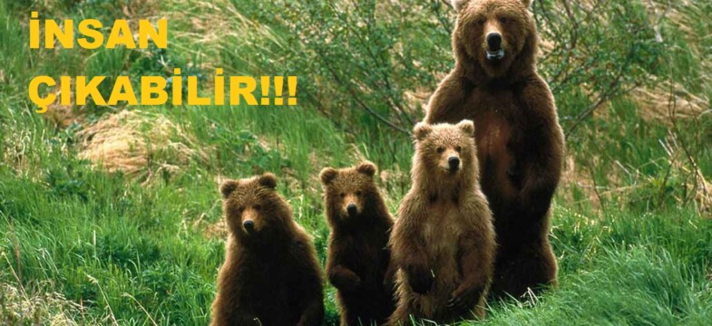 Profesörün ‘ayı tehdidi’ne önerisi: Devlet avlatsın