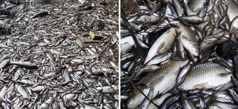 HES yüzünden binlerce balık öldü