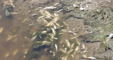 Yeşilırmak’ta toplu balık ölümleri