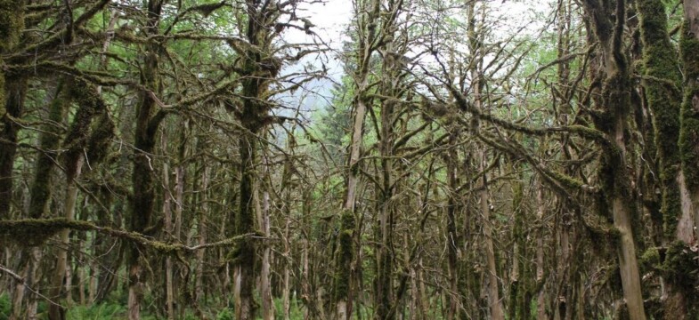 Kömür nakliyatı Fırtına Vadisi’ndeki şimşir ormanları kuruttu