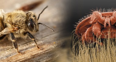 “Varroa” Arıları Öldürüyor