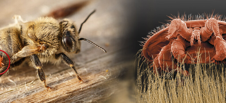 “Varroa” Arıları Öldürüyor