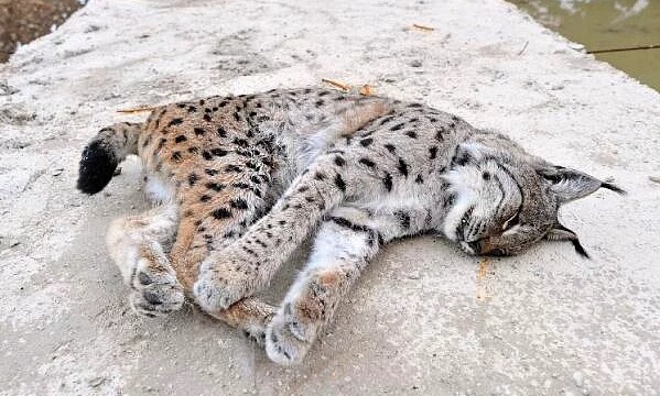 Trabzon’da vaşak silahla öldürüldü