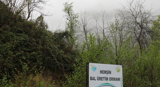 Bal ormanına ‘taş ocağı’ tepkisi