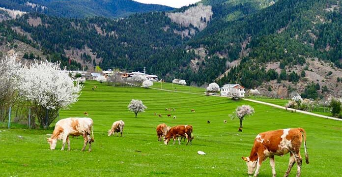 Aynı talan ayrı karar