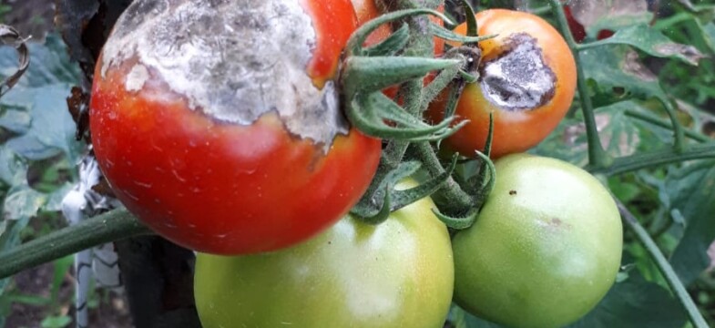 Fatsa’da siyanürün faturası: Suda 8 kat fazla alüminyum bulundu