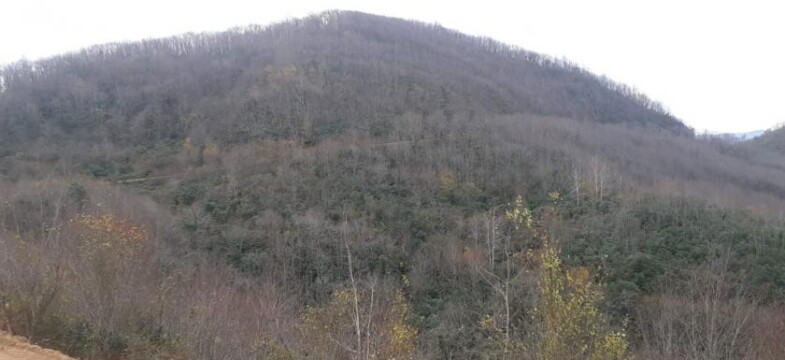 Ordu Çevre Derneği: Bal ormanı mı maden işletmesine hizmet mi?