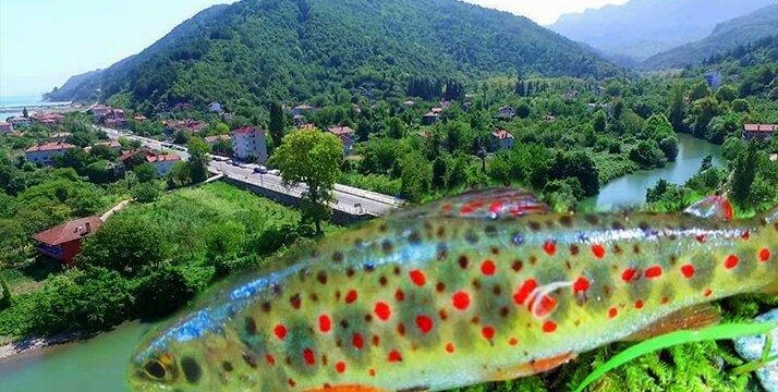 Hem doğa hem de kırmızı benekli alabalıklar kurtuldu