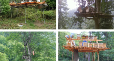 Rize’de yerel mahkeme, Danıştay’a rağmen bal ormanlarının taş ocağına dönüşmesine izin vermiyor