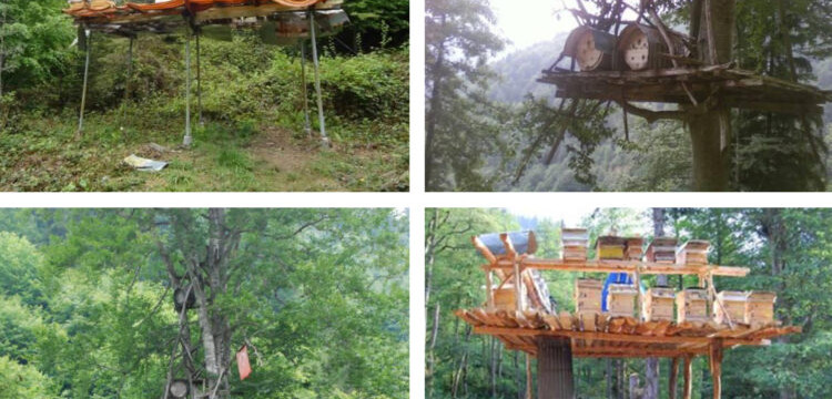 Rize’de yerel mahkeme, Danıştay’a rağmen bal ormanlarının taş ocağına dönüşmesine izin vermiyor