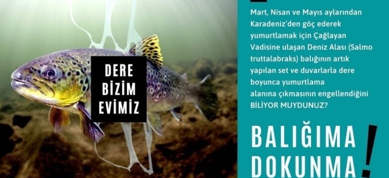 Çağlayan Deresini Kirleten Balık Çiftliklerine Karşı Mücadele Çağrısı Ve Kampanya