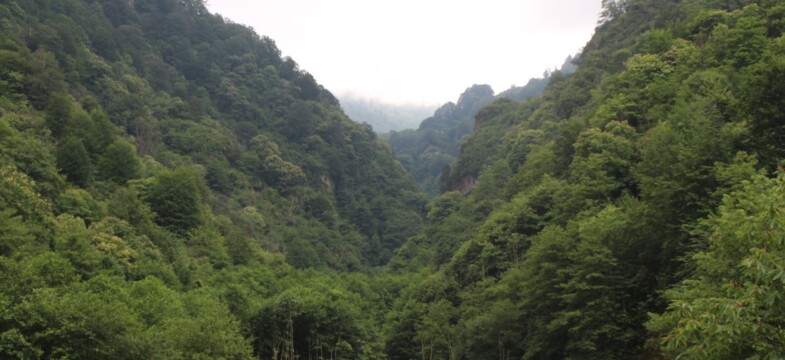 Hemşin’de “bal ormanı”na yapılmak istenen taş ocağına verilen ‘ÇED gerekli değil’ kararı iptal