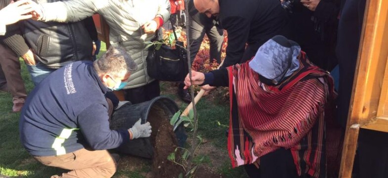 İkizdere’den kurtarılan umut fidanları İzmir’de yeşerecek