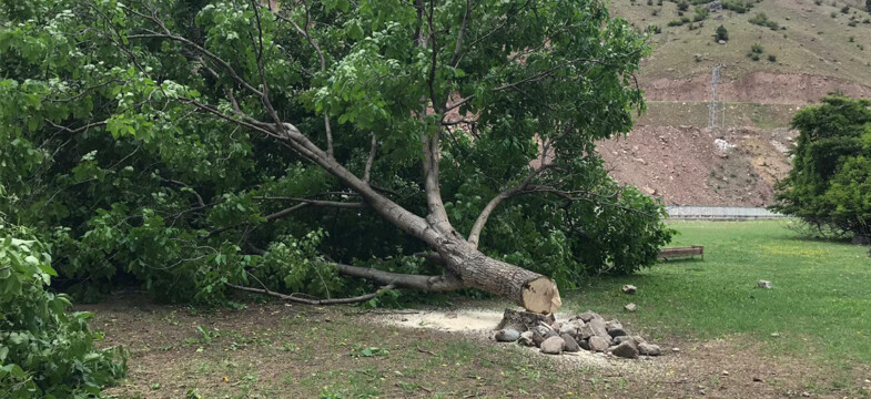 Artvin’de HES yapılması planlanan bölgedeki ağaçlar mahkeme sonuçlanmadan kesildi