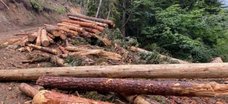 Artvin’de ağacın diğer adı ‘sermaye’