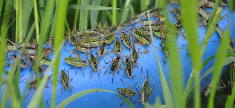 Gümüşhane’nin Çevrepınar köyünü çekirgeler istila etti