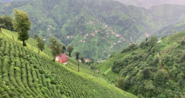 Çay ve fındığın ortasındaki madene onay verdiler