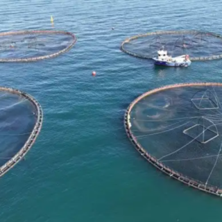 Zonguldak’ta kafes balıkçılığı ve organize sanayi siteleri ile ekosistem yok ediliyor